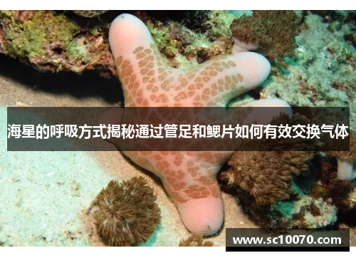 海星的呼吸方式揭秘通过管足和鳃片如何有效交换气体
